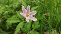 Anemone nemorosa