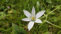 Ornithogalum divergens