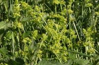 Cruciata laevipes