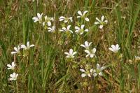 Saxifraga granulata