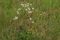 Saxifraga granulata