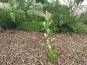 Cephalanthera damasonium