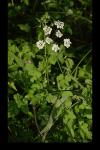 Chaerophyllum temulum