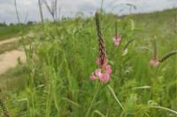 Onobrychis viciifolia