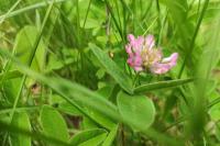 Trifolium medium