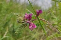 Vicia pannonica