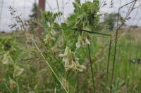 Vicia pannonica