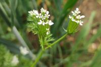 Scandix pecten-veneris