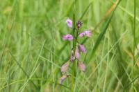 Polygala vulgaris