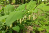 Polygonatum multiflorum