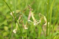 Silene nutans