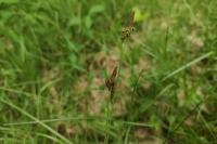 Carex caryophyllea