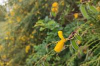 Cytisus scoparius