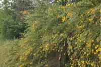 Cytisus scoparius