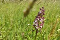Orchis purpurea