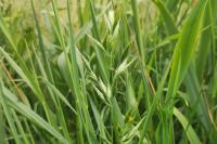 Bromus hordeaceus