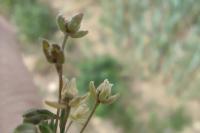 Sagina apetala