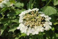 Viburnum opulus