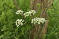 Chaerophyllum temulum