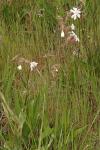 Silene latifolia