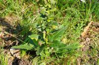 Verbascum virgatum
