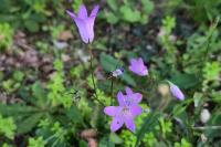 Campanula patula