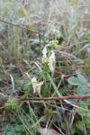 Stachys recta