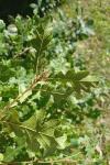 Quercus cerris