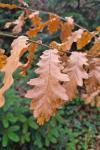 Quercus robur