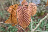 Carpinus betulus