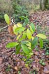Ligustrum vulgare