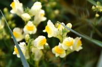Linaria vulgaris