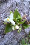 Tradescantia