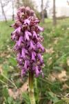 Himantoglossum robertianum