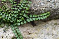 Asplenium trichomanes subsp. pachyrachis