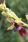 Ophrys insectifera