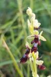 Ophrys insectifera