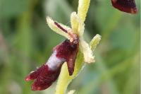Ophrys insectifera
