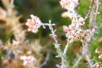 Erica tetralix