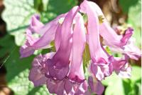 Corydalis solida