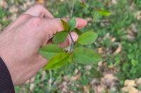 Prunus serotina