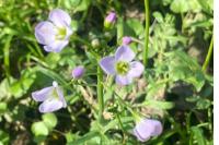 Cardamine pratensis