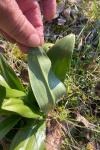 Himantoglossum hircinum