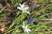 Muscari