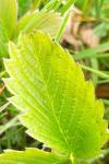 Fragaria viridis