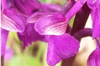 Anacamptis morio