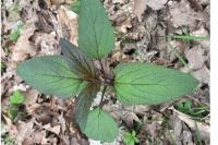 Scrophularia