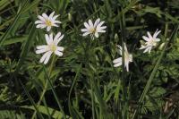 Rabelera holostea