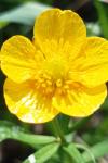 Ranunculus auricomus
