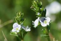 Veronica serpyllifolia